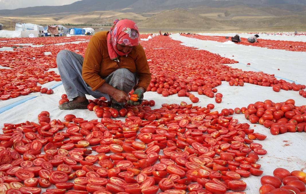 Süphan Dağı’nda yetişiyor 12 kilodan 1 kilo çıkıyor. Türkler 1 kilo bile alamıyor - Resim: 33